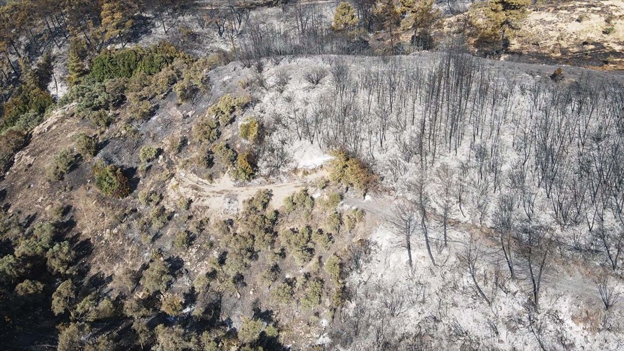 Milas'taki Orman Yangını Kontrol Altına Alındı