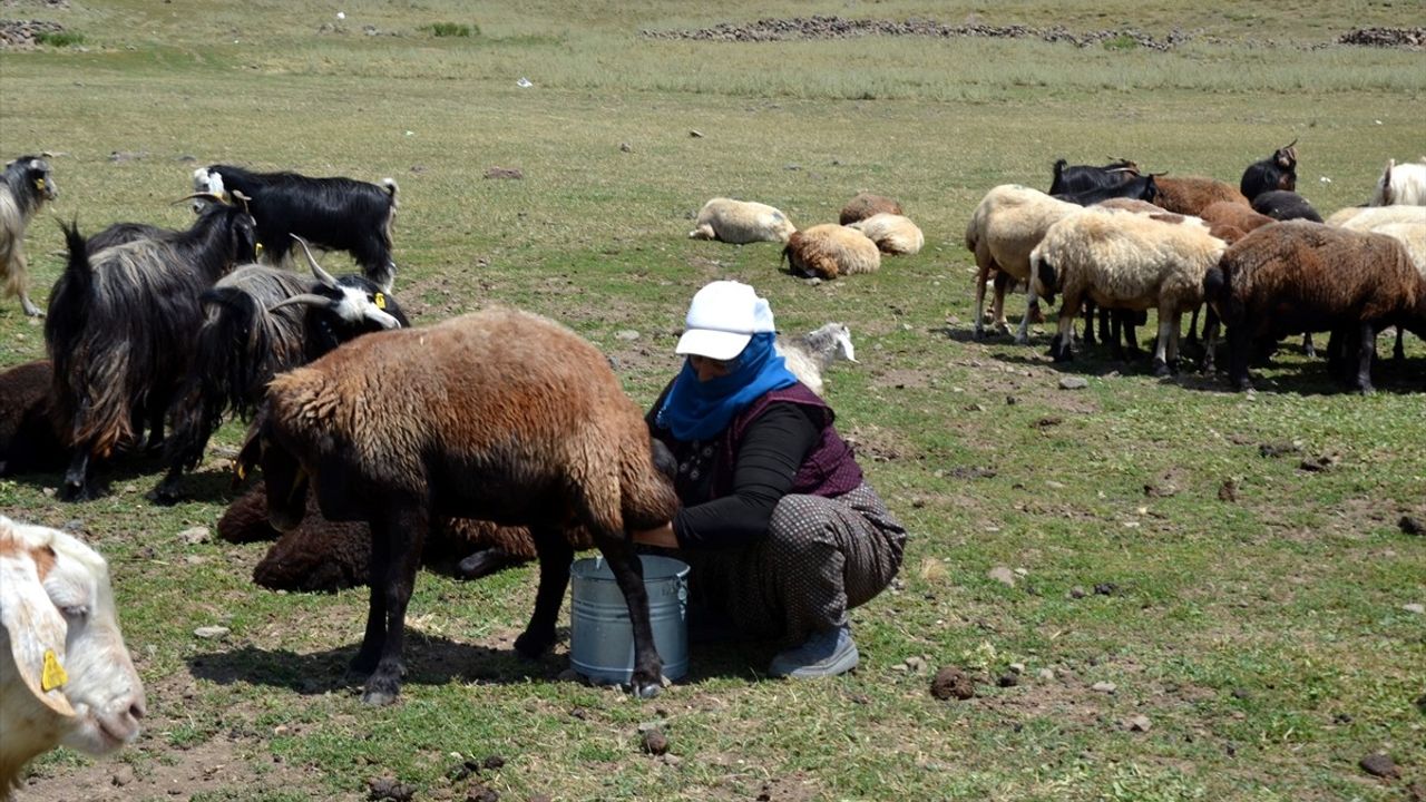Muş'ta Berivanların Zorlu Yayla Günleri