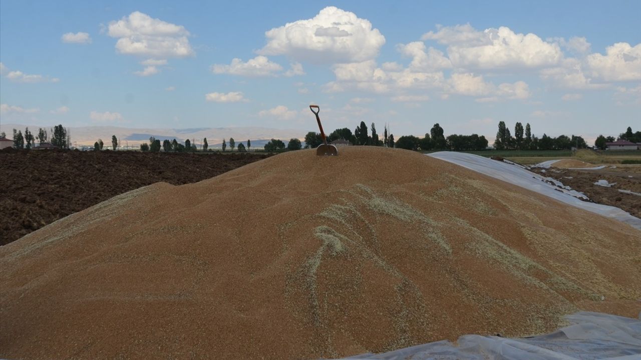 Muş'ta Çiftçiler Yüksek Rekolteyle Hasat Sevincini Yaşıyor