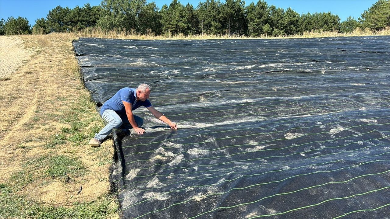 Safranbolu'da Çiçeklenmeyi Hızlandıran Yenilikçi Örtü Yöntemi