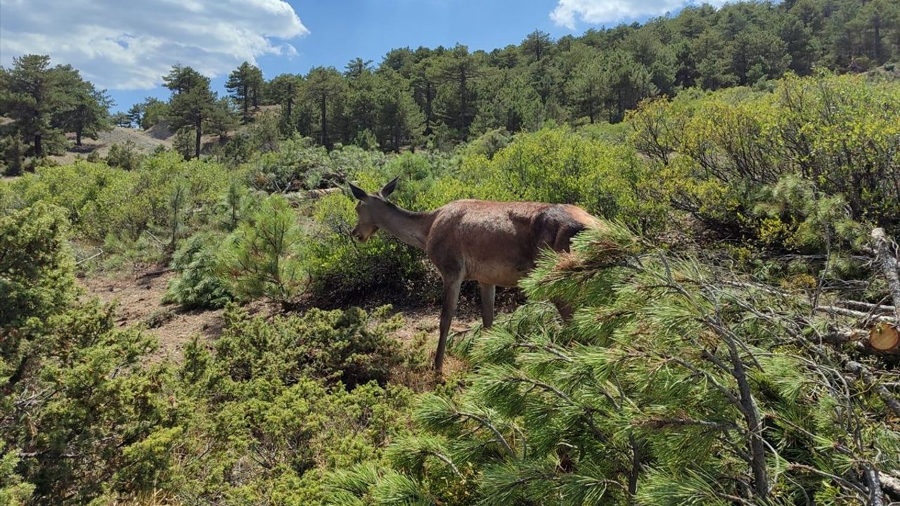 Salda Gölü'nde Kızıl Geyik Yavrusu Tespit Edildi