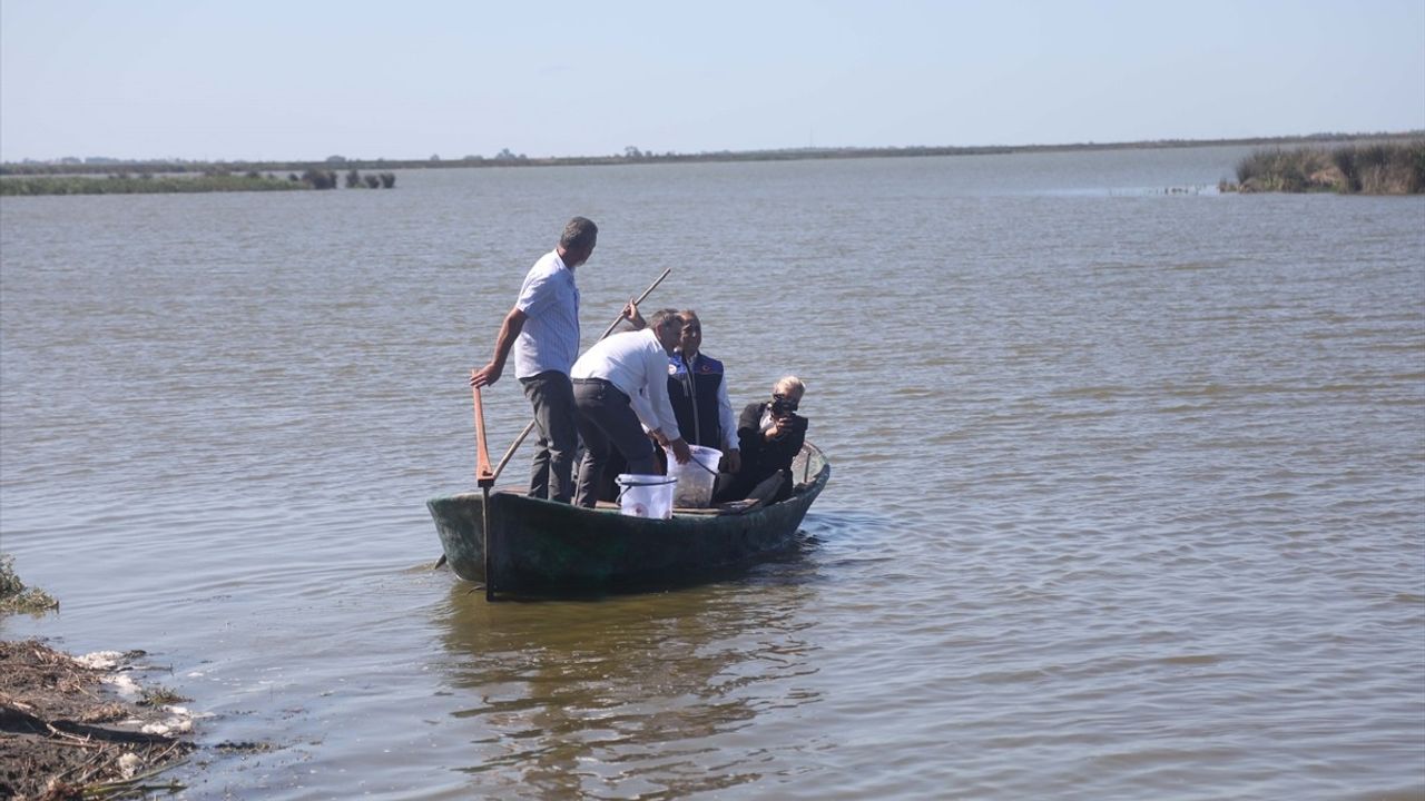 Samsun'da 3 Milyon Sazan Yavrusu Suya Bırakıldı