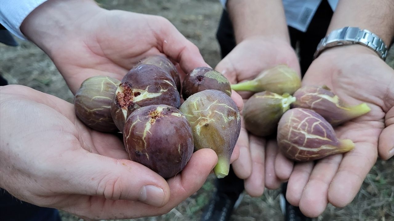 Samsun'da Mor Patlıcan İncirinin Hasadı Başladı