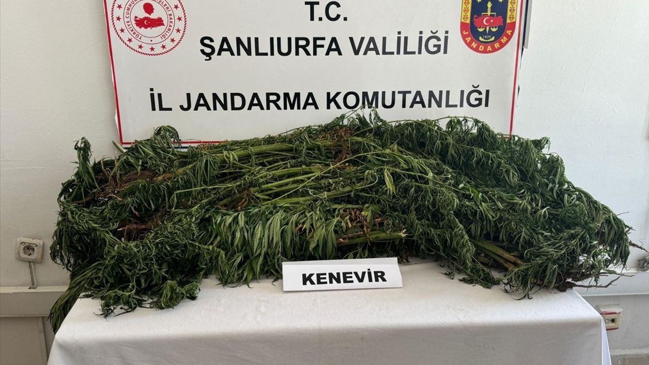 Şanlıurfa'da Uyuşturucu Operasyonu: 5 Gözaltı ve 431 Kök Kenevir Ele Geçirildi