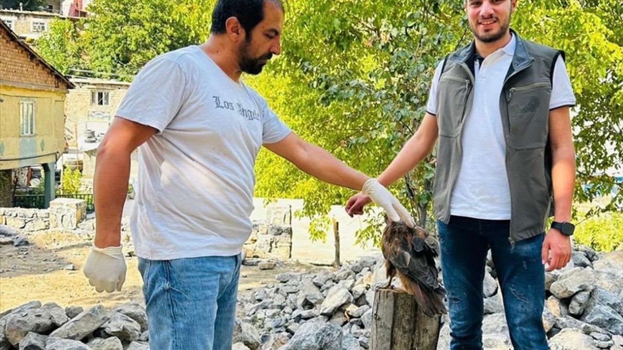 Şırnak'ta Yaralı Kaya Kartalı Tedavi Ediliyor