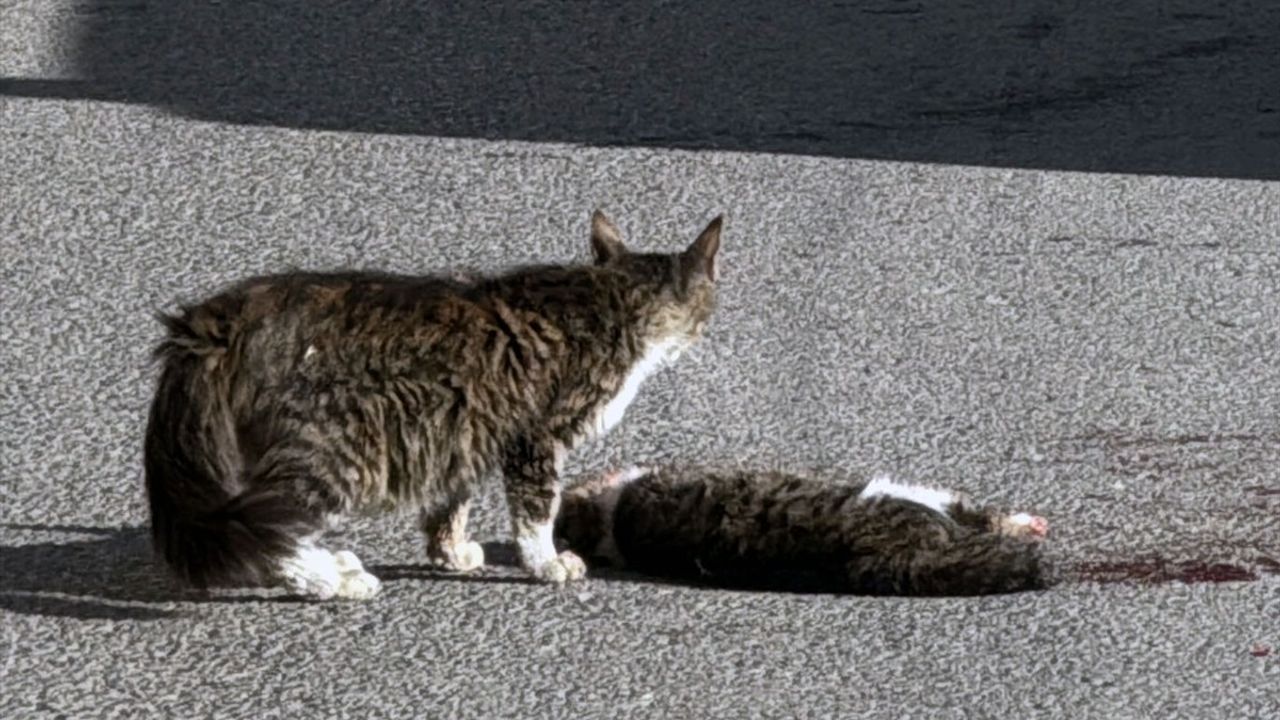 Sivas'ta Sahipsiz Kedi Yavrusu Duygulandıran Anlar