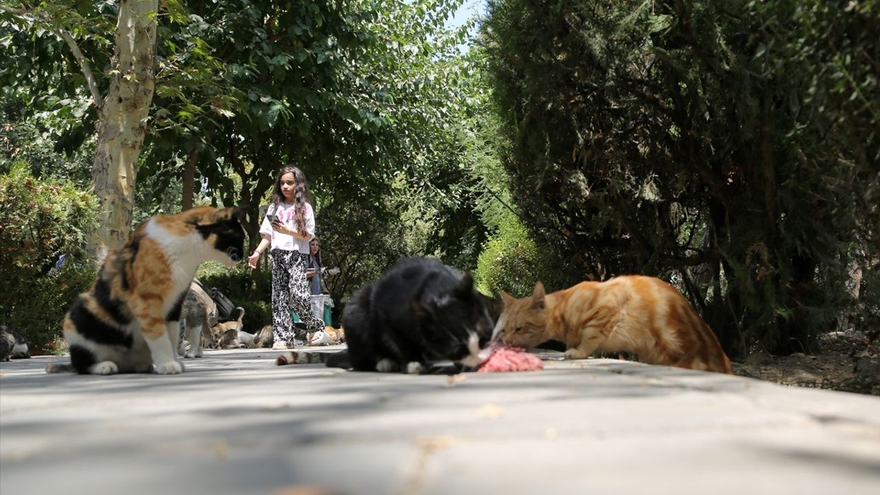 Tahran'ın Kedili Vahası: Lale Parkı