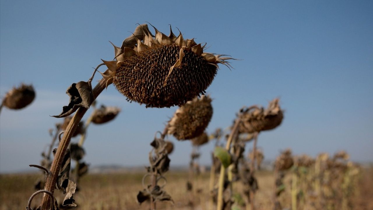 Trakya'da Ayçiçeği Hasadı Devam Ediyor