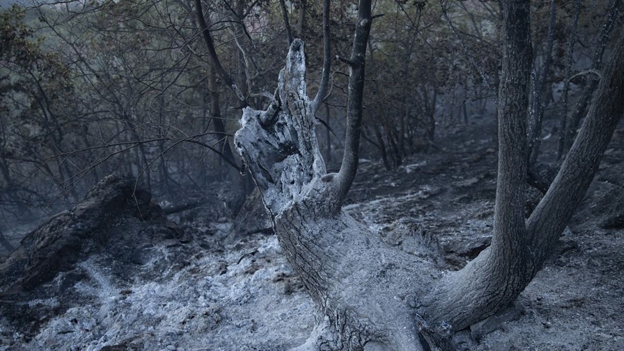 Tunceli'de Orman Yangını Kontrol Altına Alındı
