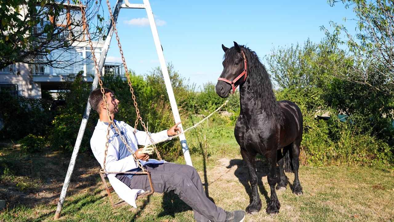 Türkiye'nin İlk Tüp Tayı 'Balat' Hayvancılığa Kazandırıldı
