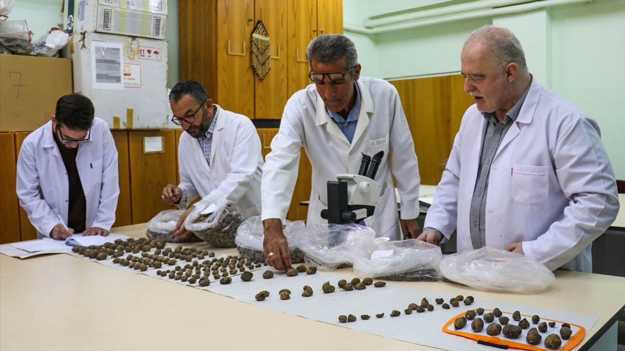 Van'da Biyokaçakçılığa Darbe: 2,900 Salep Yumrusuna El Konuldu