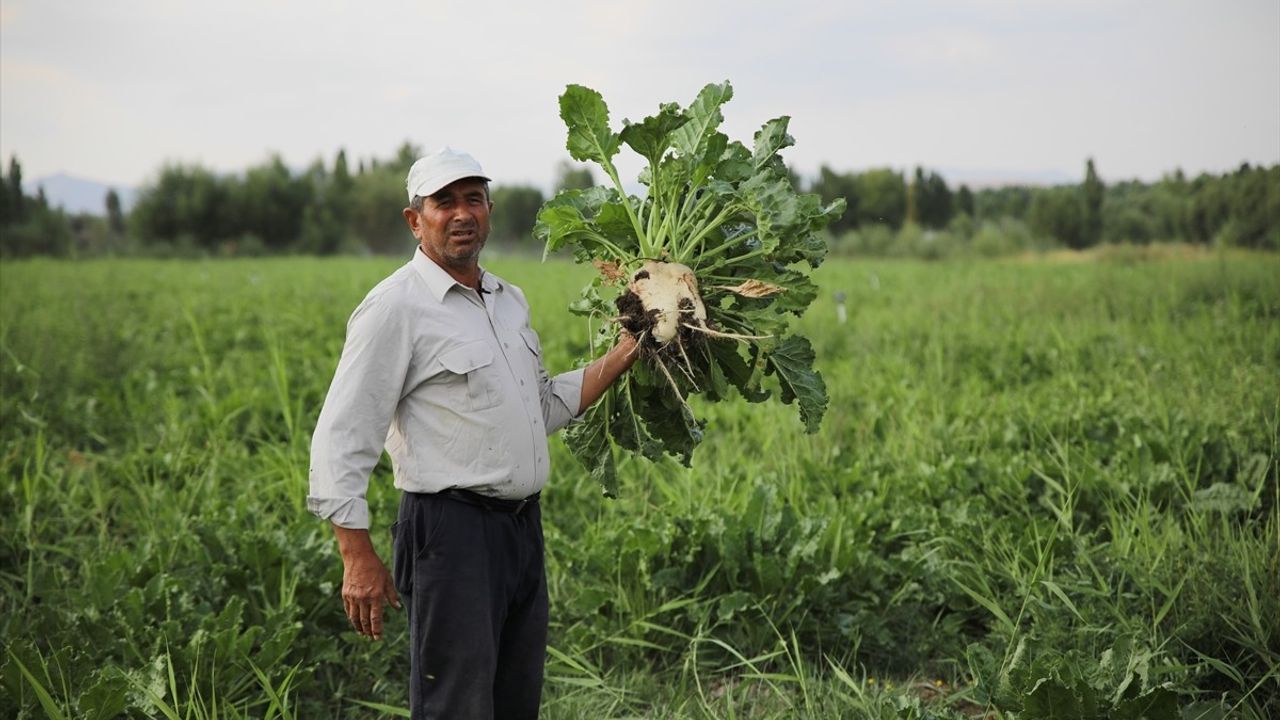 Van'da Çiftçiler, Yaban Domuzlarına Karşı Nöbet Tutuyor