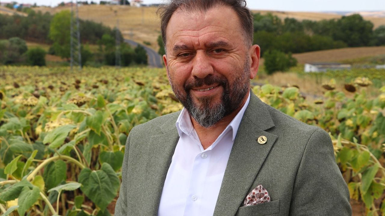 Yerli Hibrit Ayçiçeğine Rusya'da Artan Talep