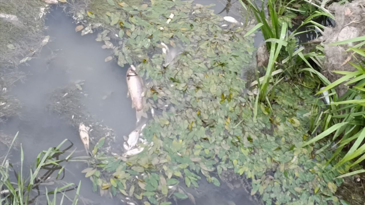 Yeşilırmak'ta Balık Ölümleri Tespit Edildi