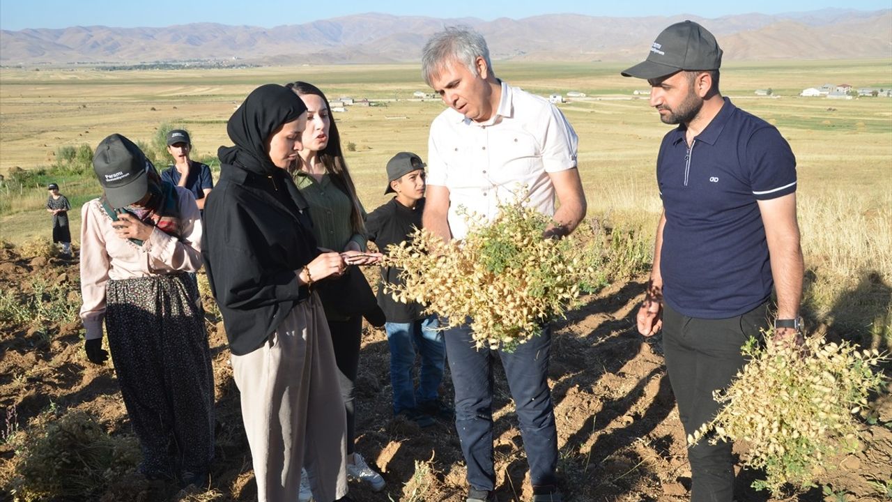 Yüksekovalı Kadın Girişimciler Nohut Hasadı Yapıyor