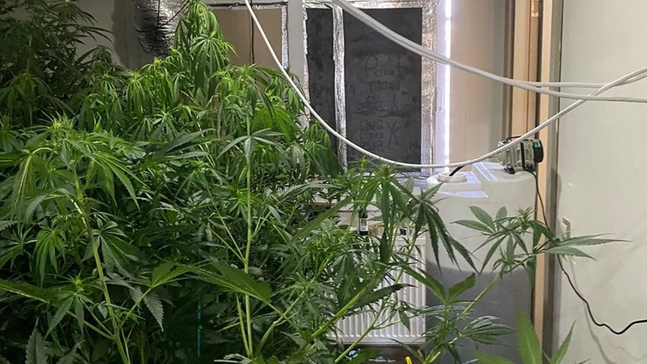 Adana'da Kenevir Yetiştiren Şüpheli Yakalandı