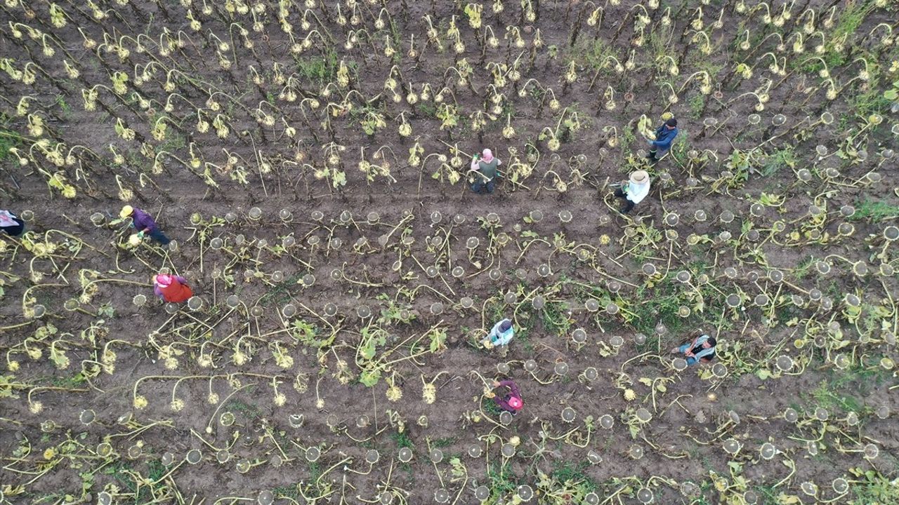 Ağrı'da Çerezlik Ayçiçeği Hasat Zamanı