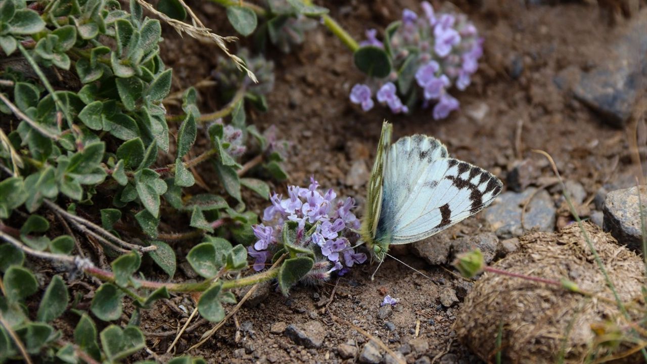 Ağrı Dağı'nda Eşsiz Bir Kelebek Türü Keşfedildi