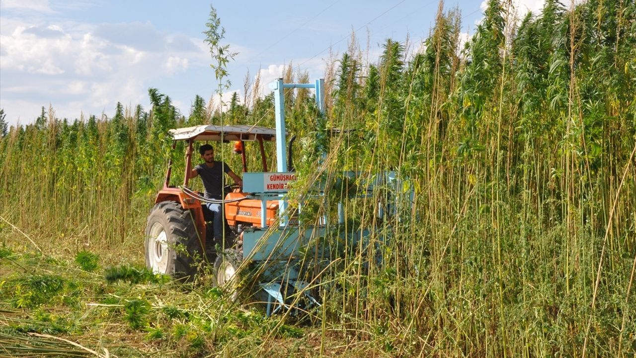 Amasya'da 40 Yıllık Ata Tohumları İle Kenevir Hasadı Başladı