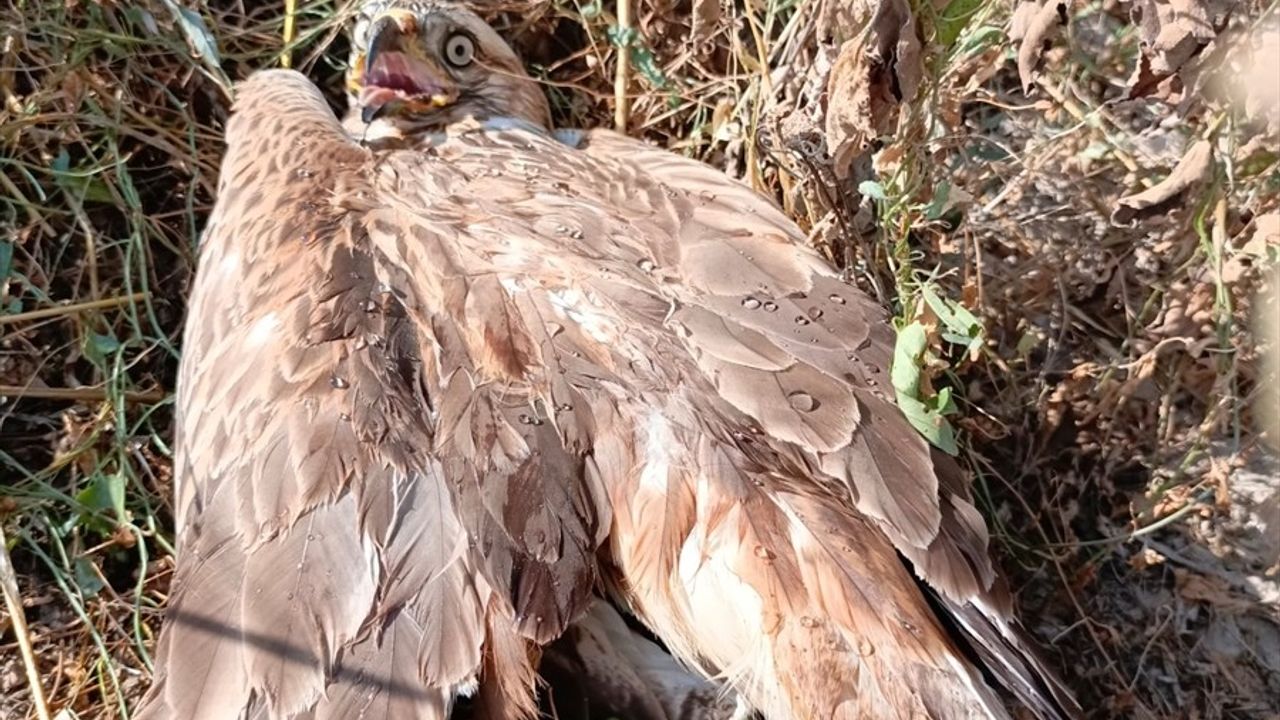 Amasya'da Yaralı Kızıl Şahin Tedavi Altına Alındı