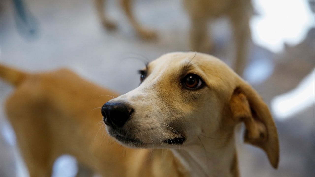 Antalya'da 642 Kedi ve Köpek Sahiplendirildi