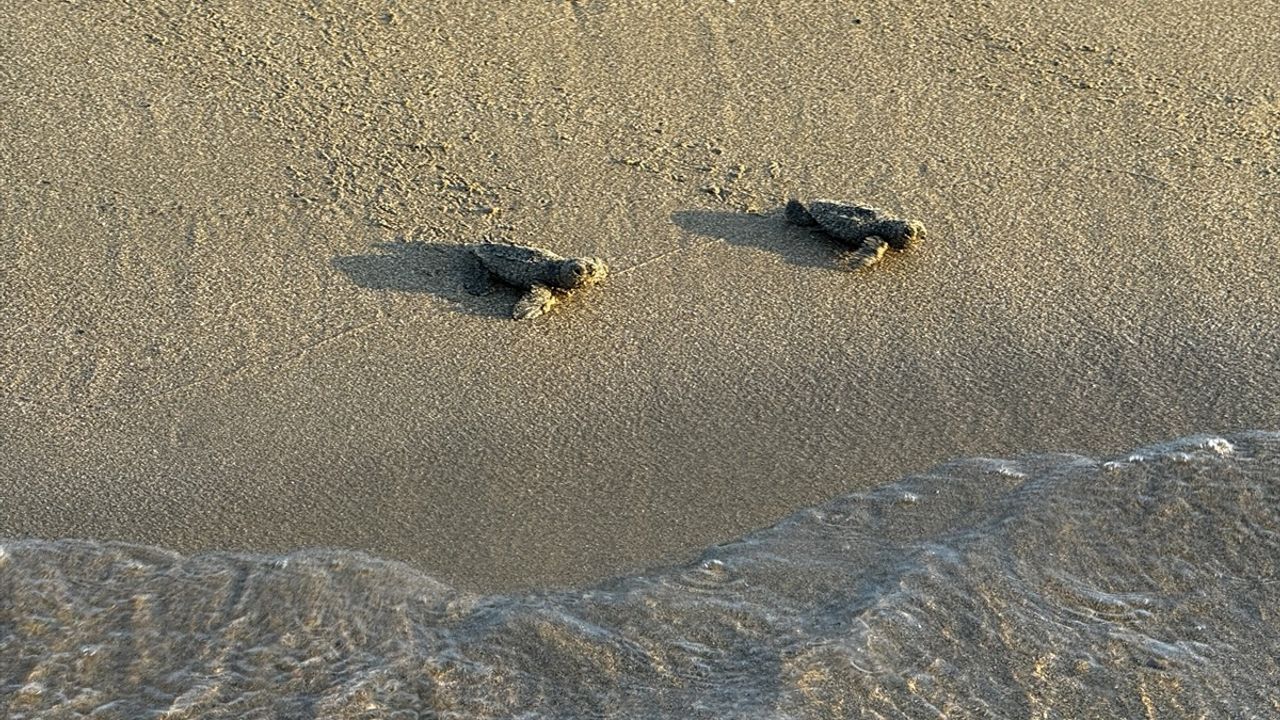 Antalya'da Caretta Caretta Yavrularının Denizle Buluşma Anları