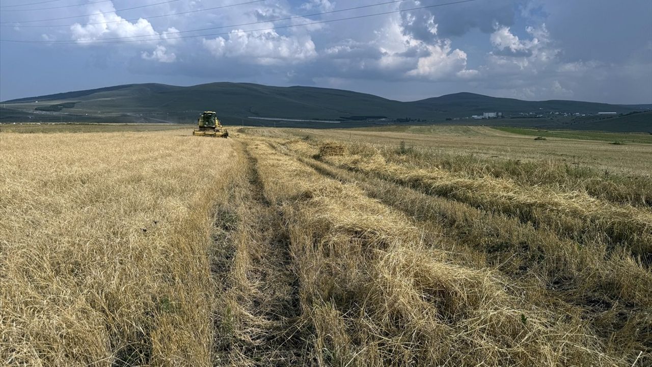 Ardahan'da Tescilli Kavılca Buğdayında Hasat Sezonu Başladı