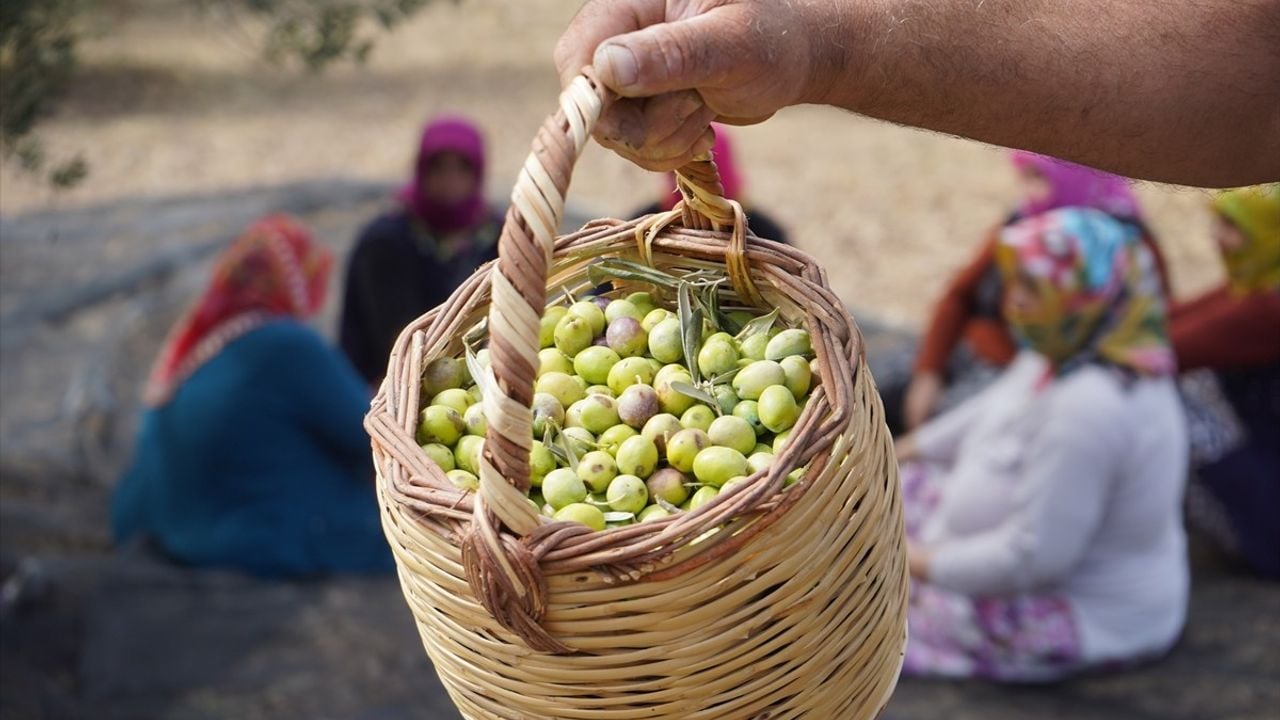 Ayvalık'ta Zeytin Hasadı Başladı