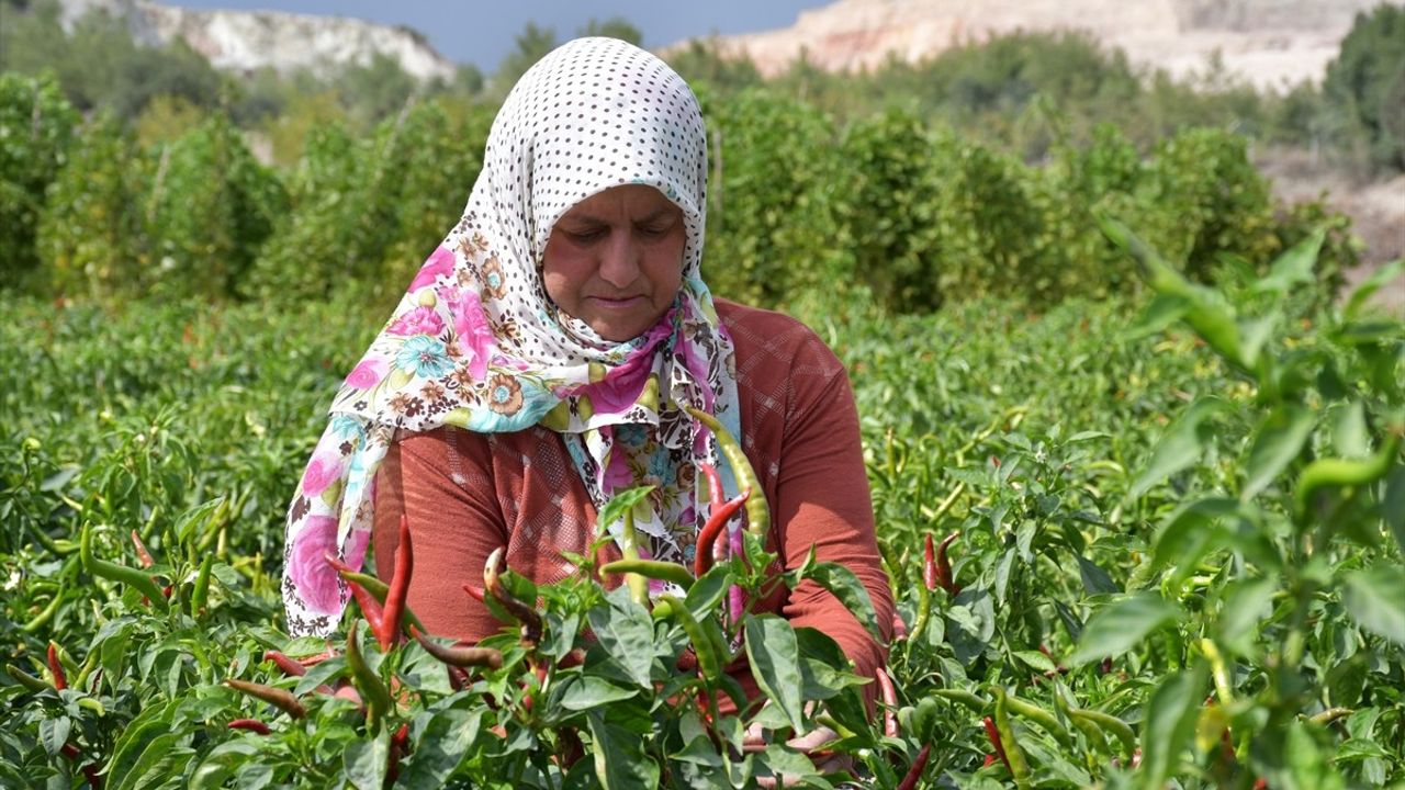 Bilecik'te Çukurören Biberi Kurutma Sezonu Başladı