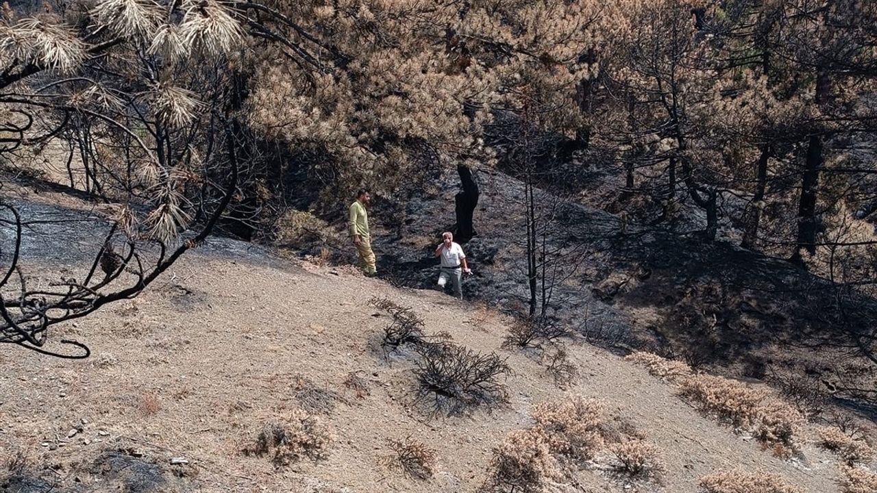 Bolu Göynük Orman Yangını Sonrası Ağaçlandırma Çalışmaları Başladı