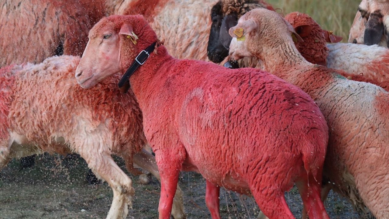 Burdur'da Yüzyıllık Koyun Geçirme Geleneği Devam Ediyor