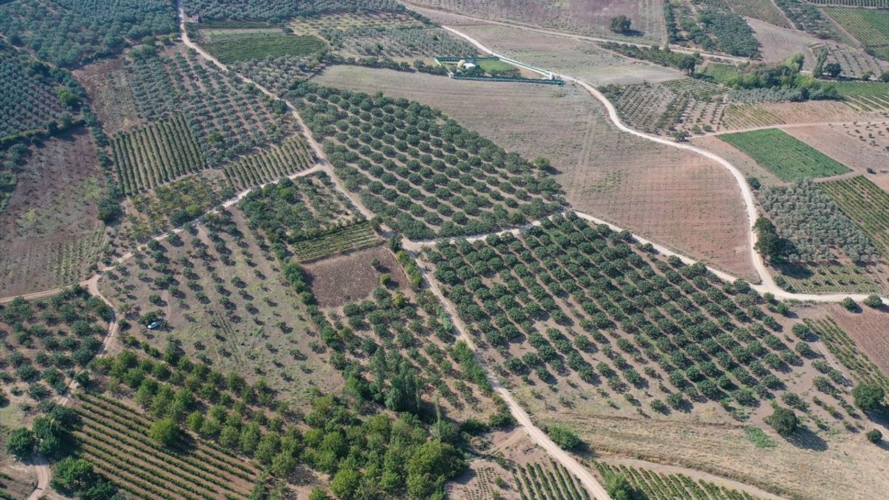 Bursa Siyah İnciri'ne AB Tescili: Dünya Genelinde Marka Değeri Yükseliyor