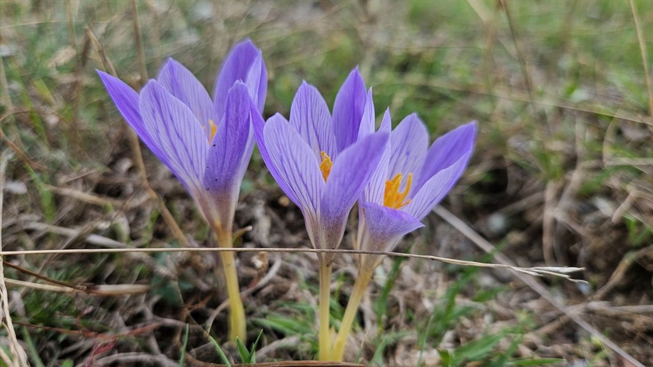 Çankırı'daki Yaylalar Vargitlerle Renkleniyor
