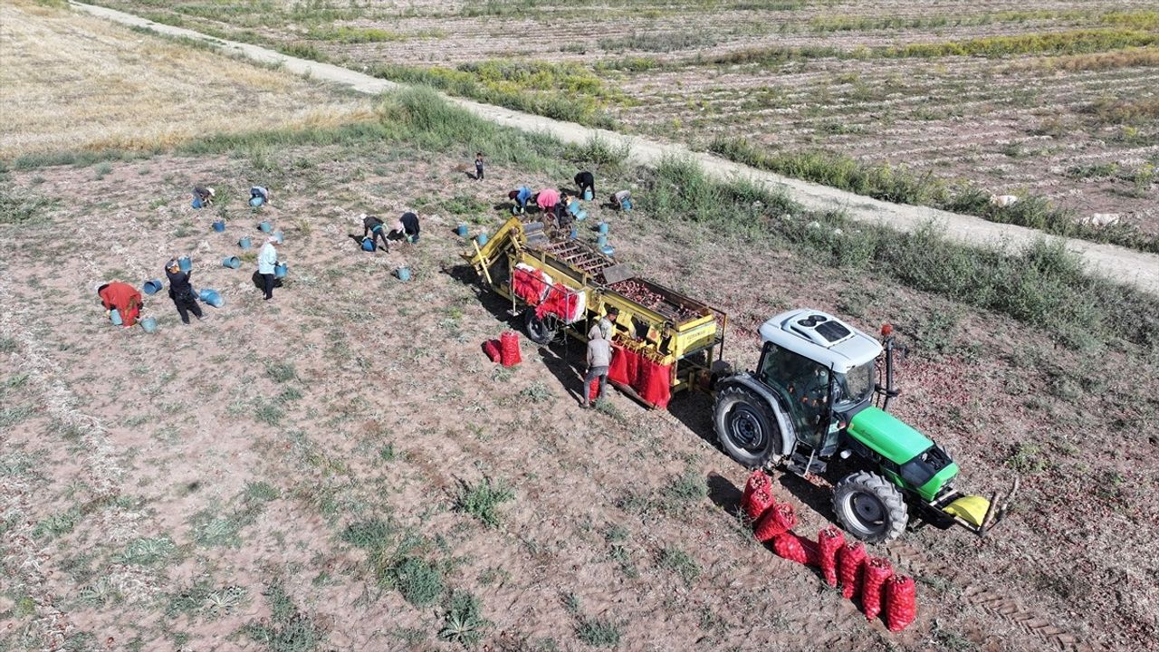 Çorum'un Alaca Mor Soğanında Hasat Dönemi Başladı