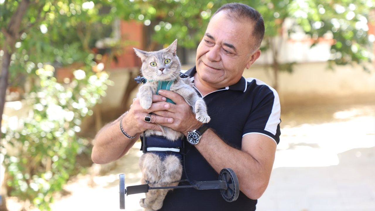 Denizli'de Hayvanseverden Felçli Kediye Tekerlekli Yürüteç