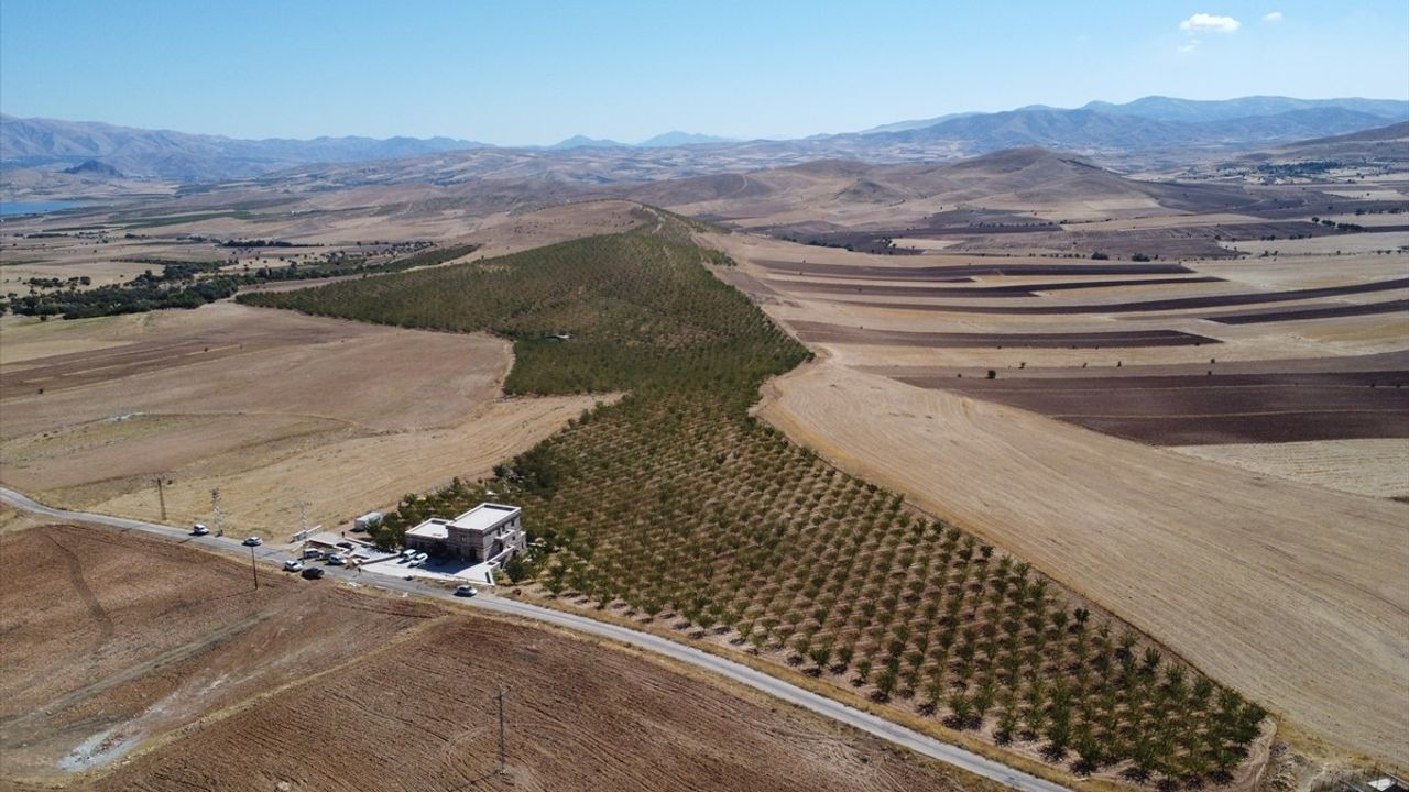 Elazığ'da Badem Hasadı Başladı