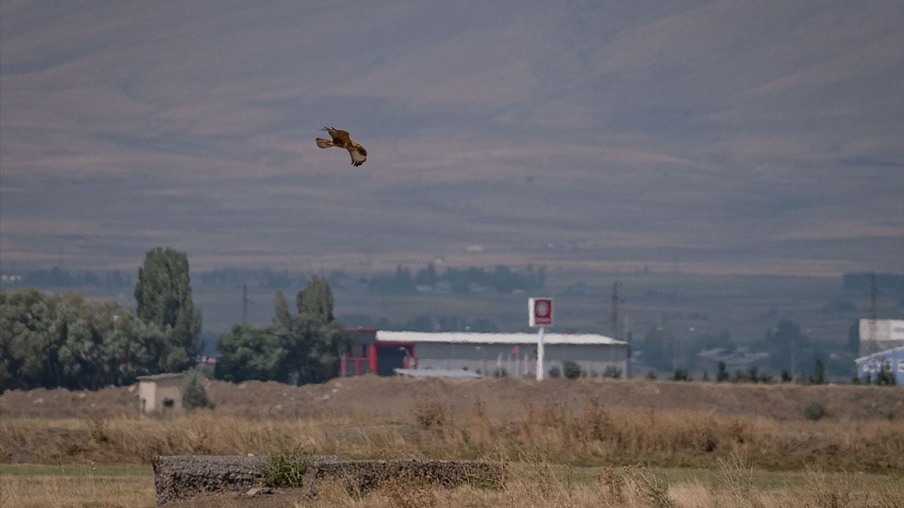 Erzurum Ovası'nda Kızıl Şahinlerin Dansı