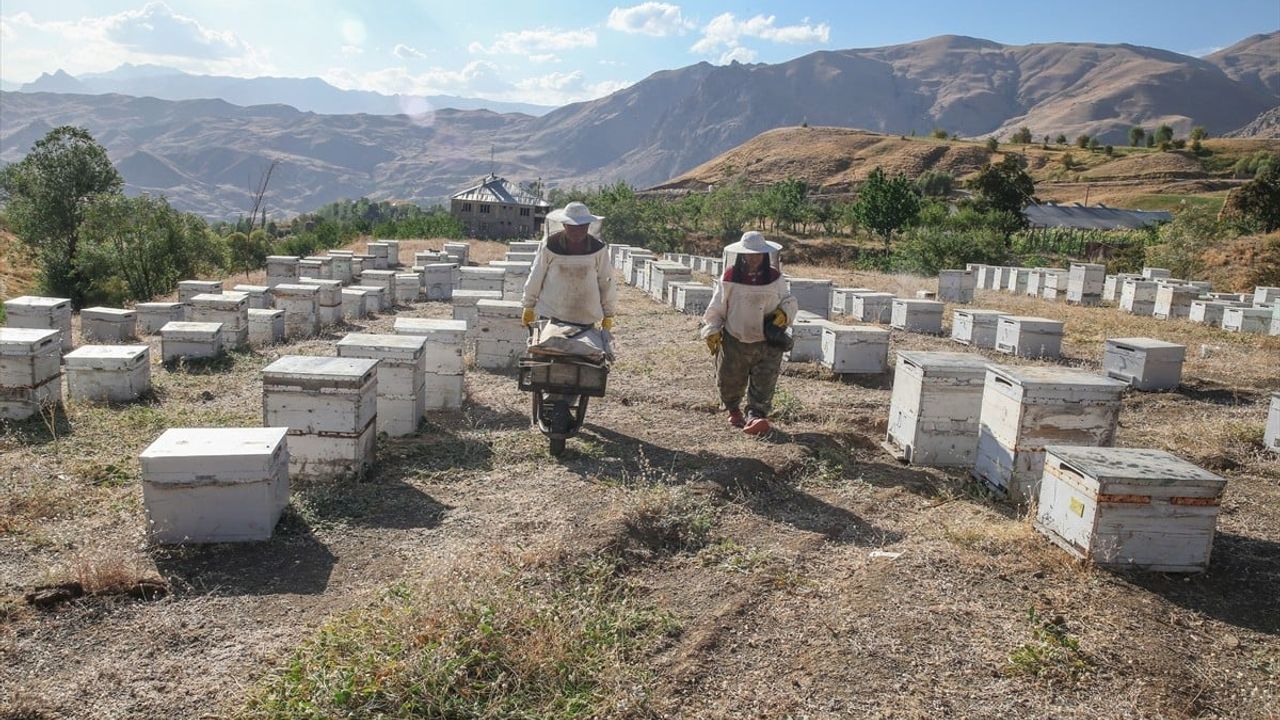 Hakkari Dağlarında Kaliteli Bal Üretimi: Ordulu Arıcıların Hikayesi