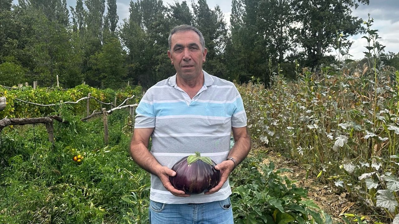 Isparta'da Rekor Patlıcan: 2 Kilo 200 Gram