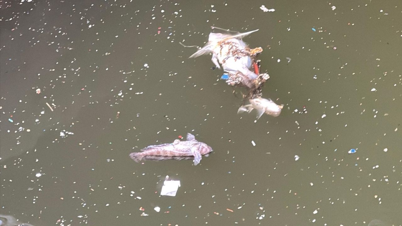 İzmir Körfezi'nde Balık Ölümleri Devam Ediyor