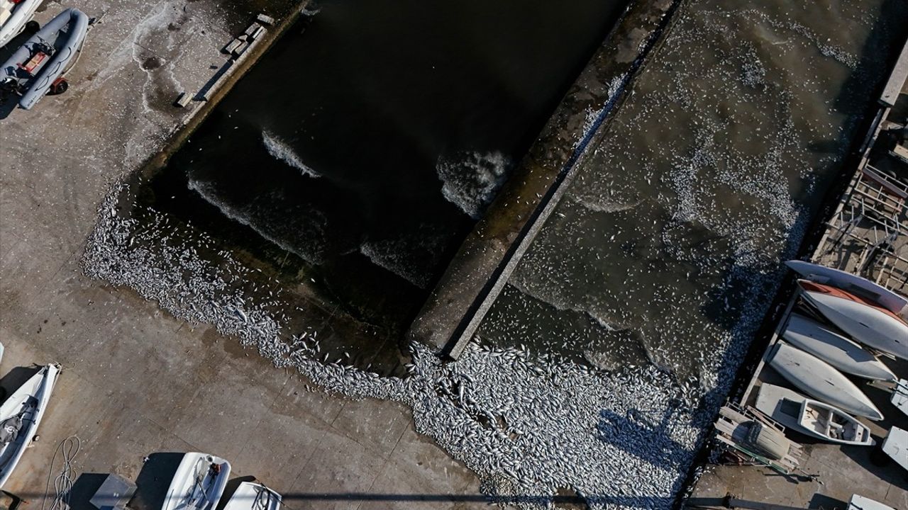 İzmir Körfezi'nde Devam Eden Balık Ölümleri