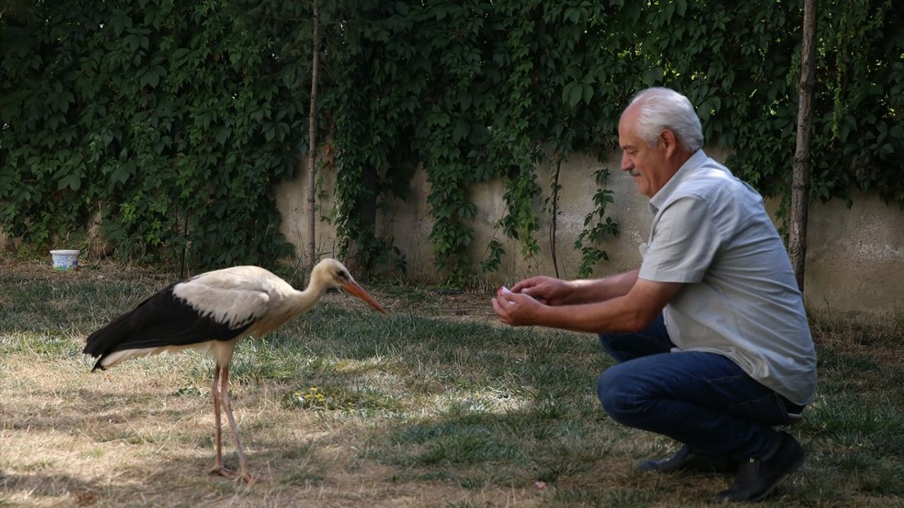 Kahramanmaraş'ta Yaralı Leylek Yavrusuna Şefkat Eli