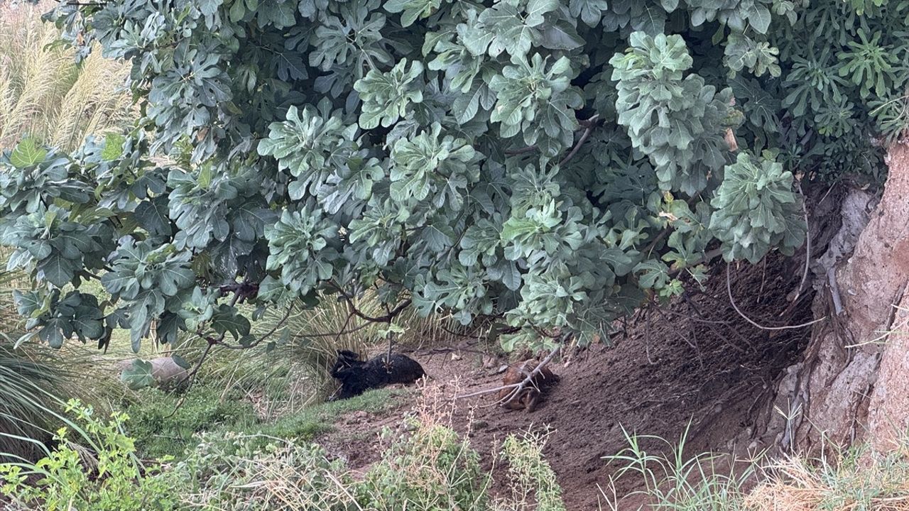 Kahramanmaraş'ta Yıldırım Çobanı Hayatından Etti