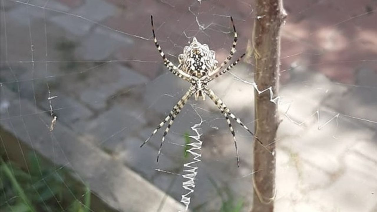 Karabük'te Zehirli Argiope Lobata Türü Örümcek Tespit Edildi