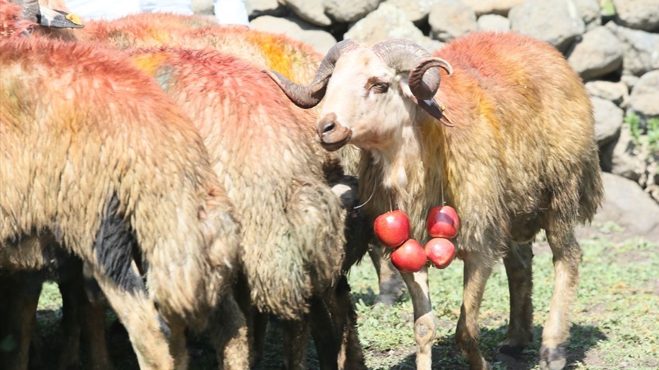 Kars'ta Asırlık Koç Katım Geleneği Renkli Görüntülerle Yaşatıldı