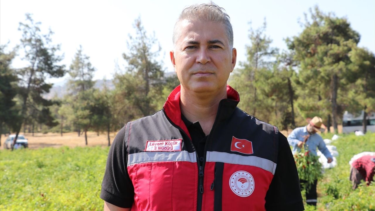 Kilis'te Kırmızı Biber Hasadı ve Kurutma Süreci Başladı