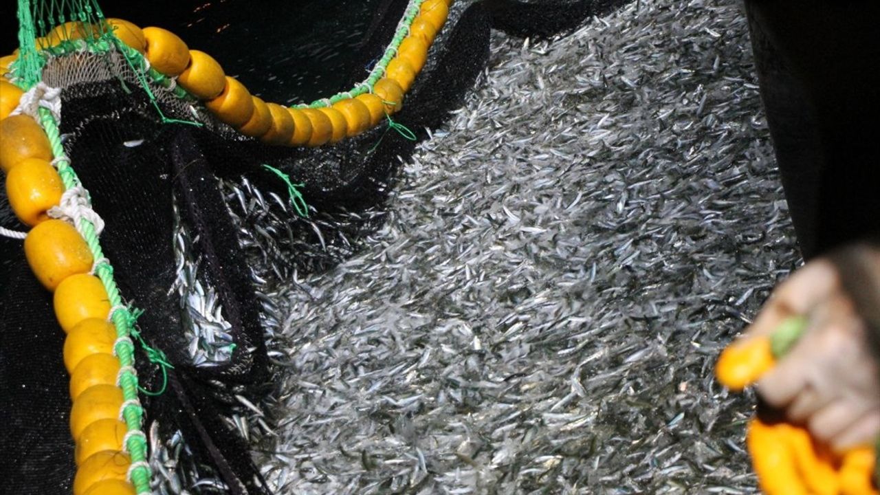 Kocaeli Balıkçıları Sardalya Avında İlk Başarısını Elde Etti