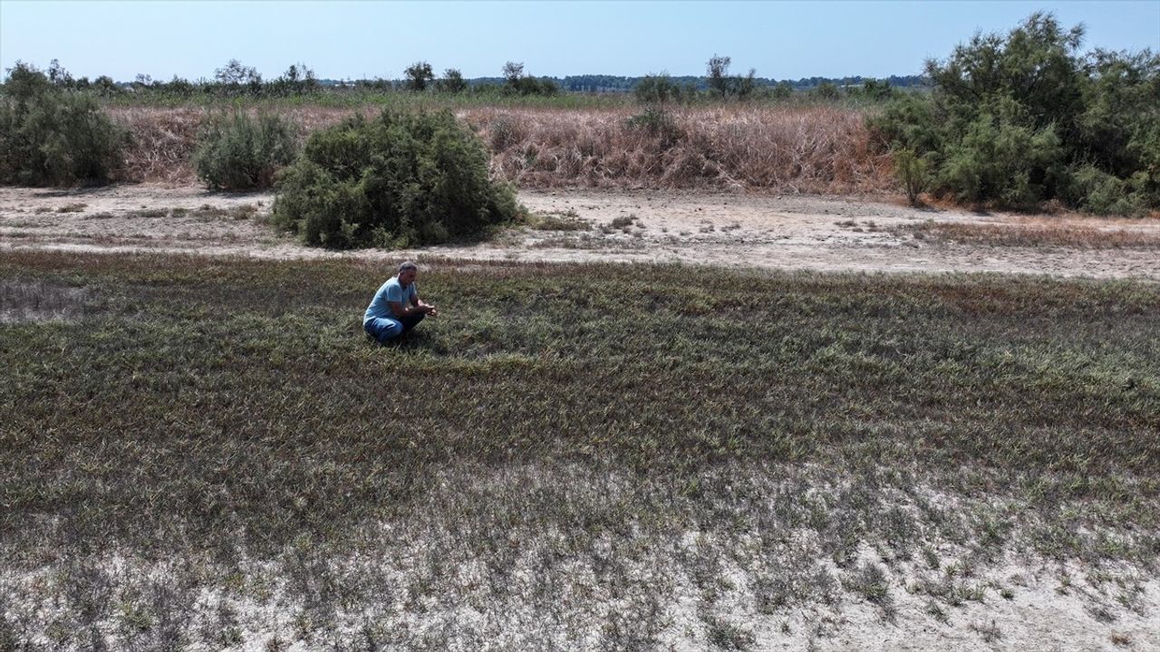 Mustafa Gökçe'nin Başarı Hikayesi: Tuzlu Araziden 3 Ton Deniz Börülcesi Üretimi