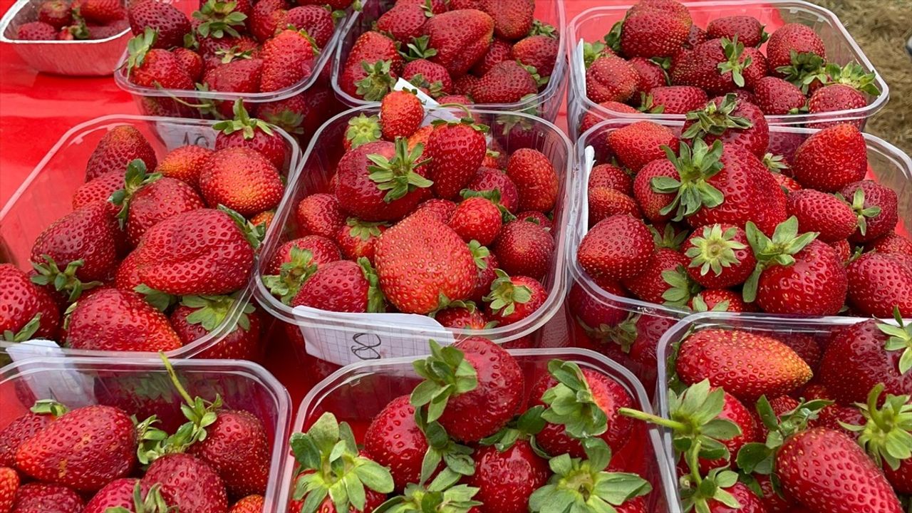 Sakarya'da Geleneksel Çilek Festivali Coşkuyla Kutlandı