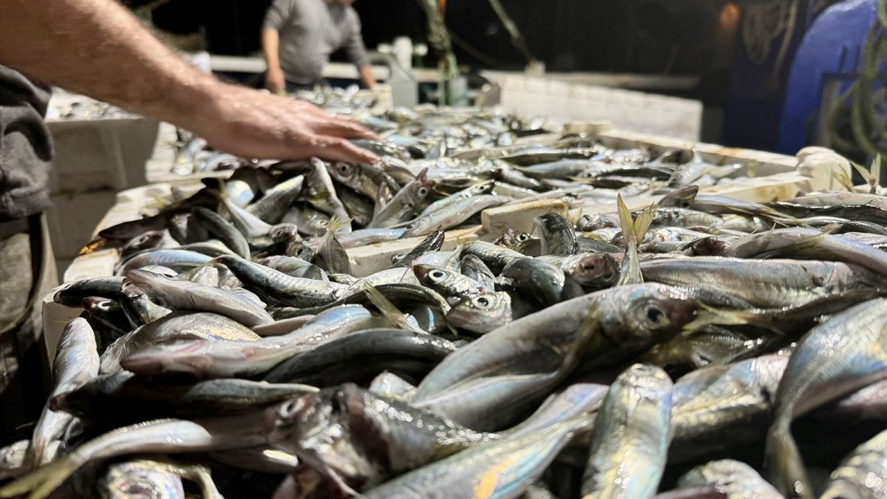 Sakarya'nın Kocaali İlçesinde Balıkçılar 10 Ton İstavritle Dönüyor